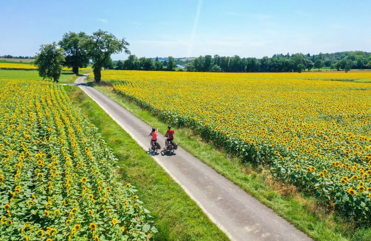 Ciclistas en la carretera a Beaucaire rodeados de campos de girasoles