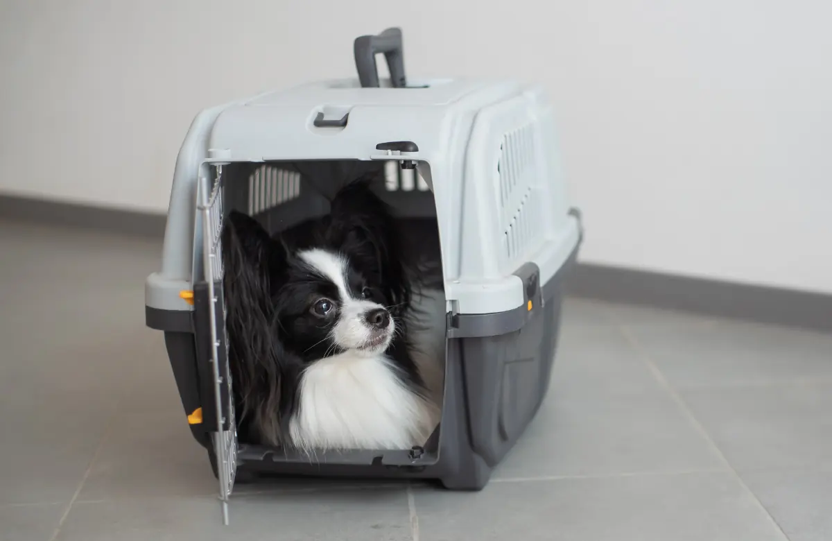 perdida de mascota en el viaje a francia